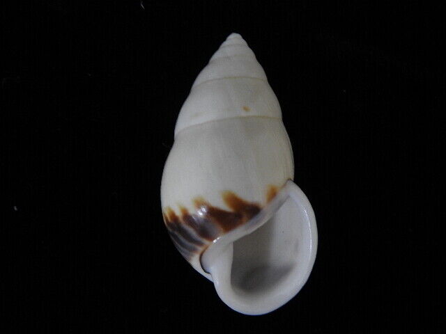 Land snails Amphidromus perversus rufocintus 48.4mm ID#6130