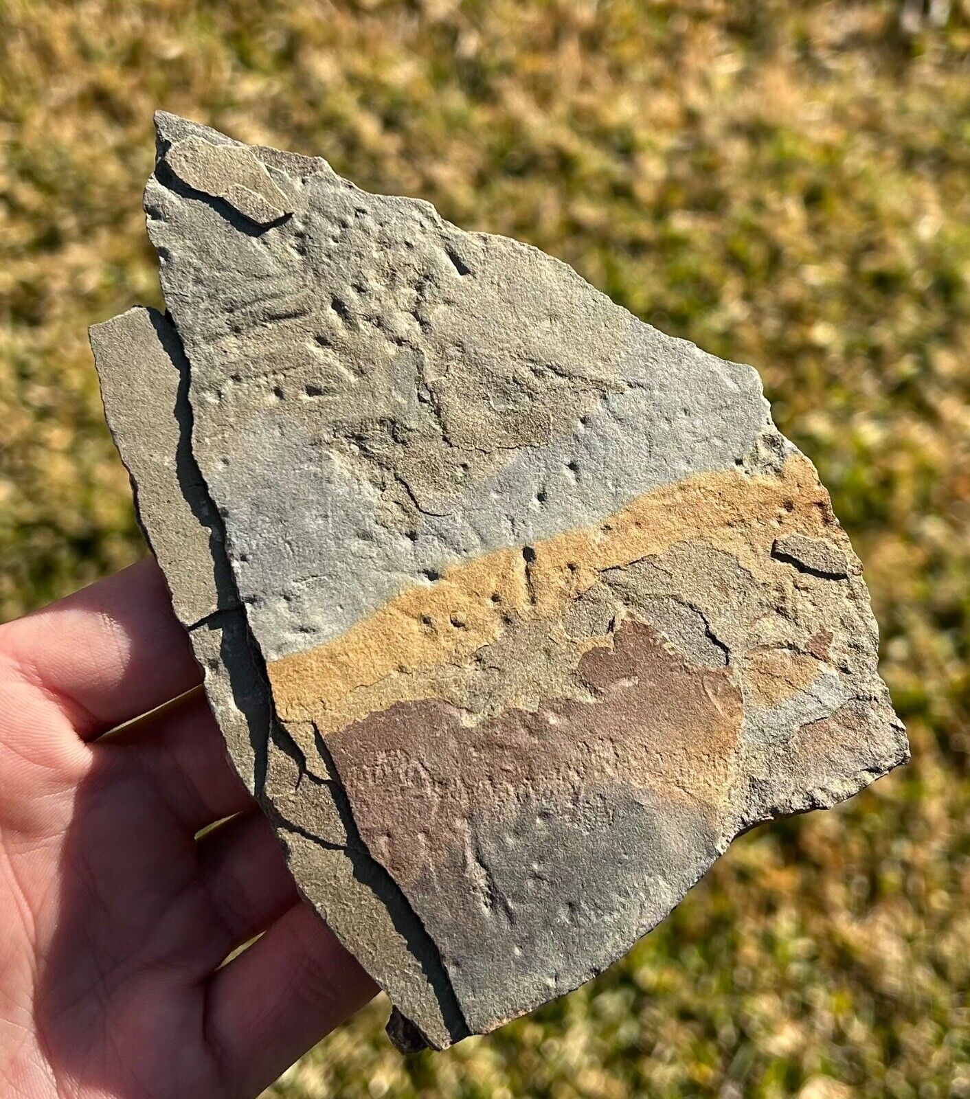 NICE Pennsylvanian Age Amphibian Tracks Plate Footprints Oklahoma Fossils