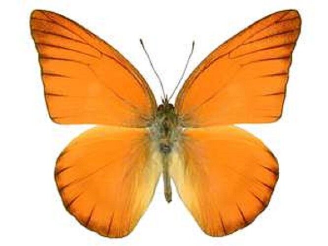 Appias nero ONE REAL BUTTERFLY RED ORANGE ALBATROSS UNMOUNTED WINGS CLOSED