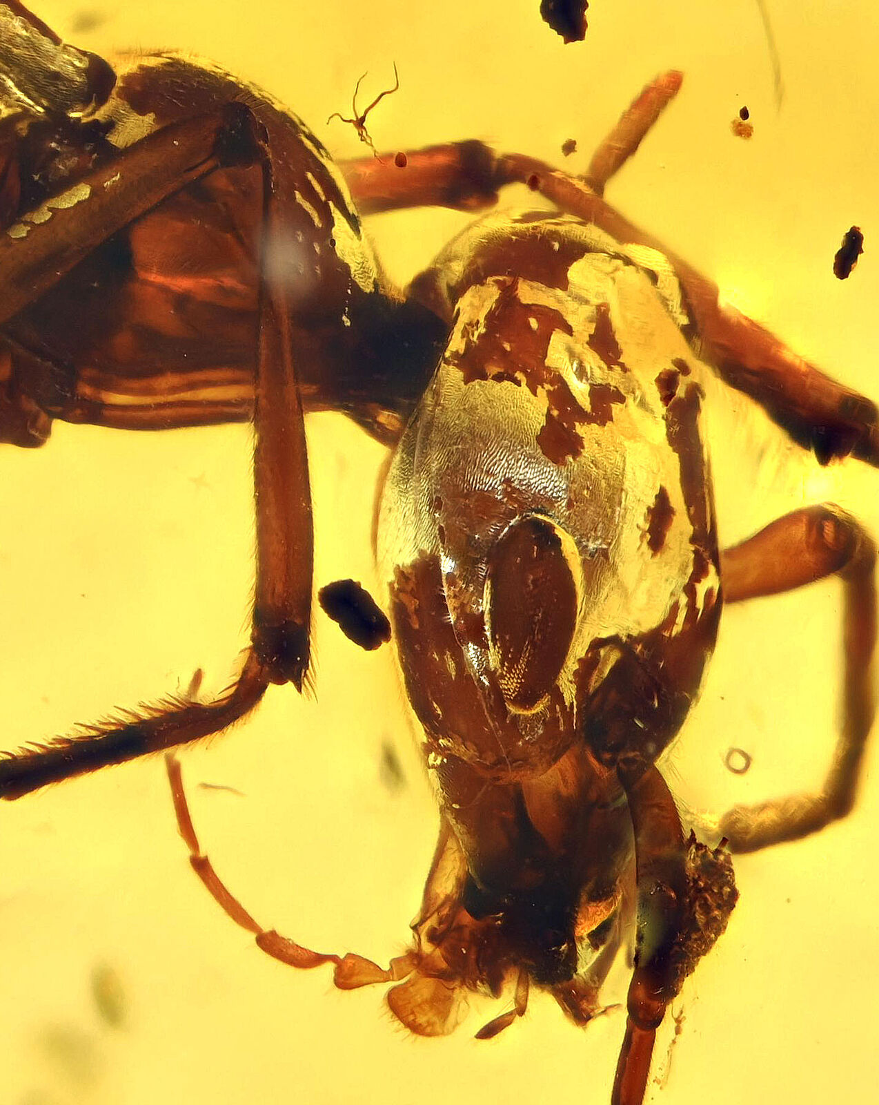 Detailed Aculeata, Formicidae (Ant), Fossil inclusion in Burmese Amber