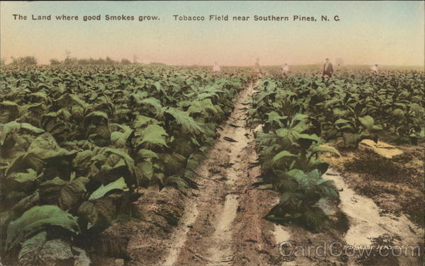 Tobacco Field near Southern Pines,N.C.,NC Moore County North Carolina Postcard