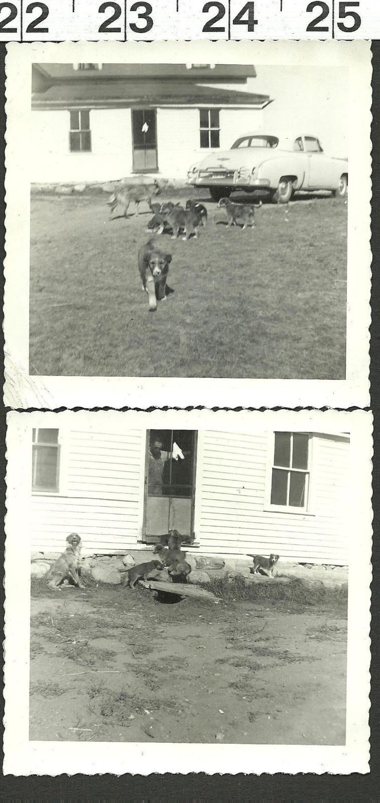 VINTAGE OLD B & W PHOTOS MOM DOG WITH HER CUTE PUPPIES #2246 