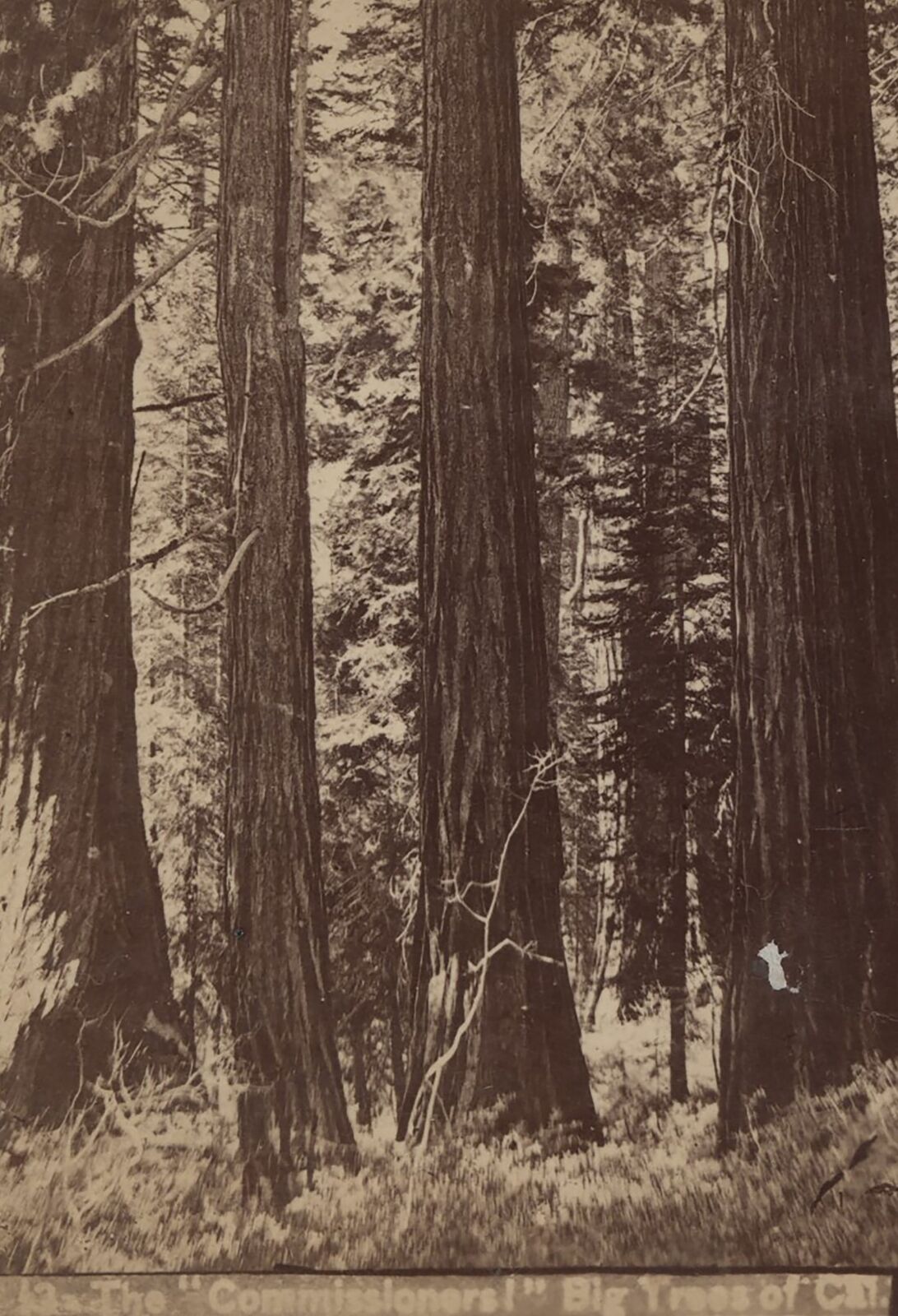 The *Commissioners* big trees of California CA Stereoview c1880