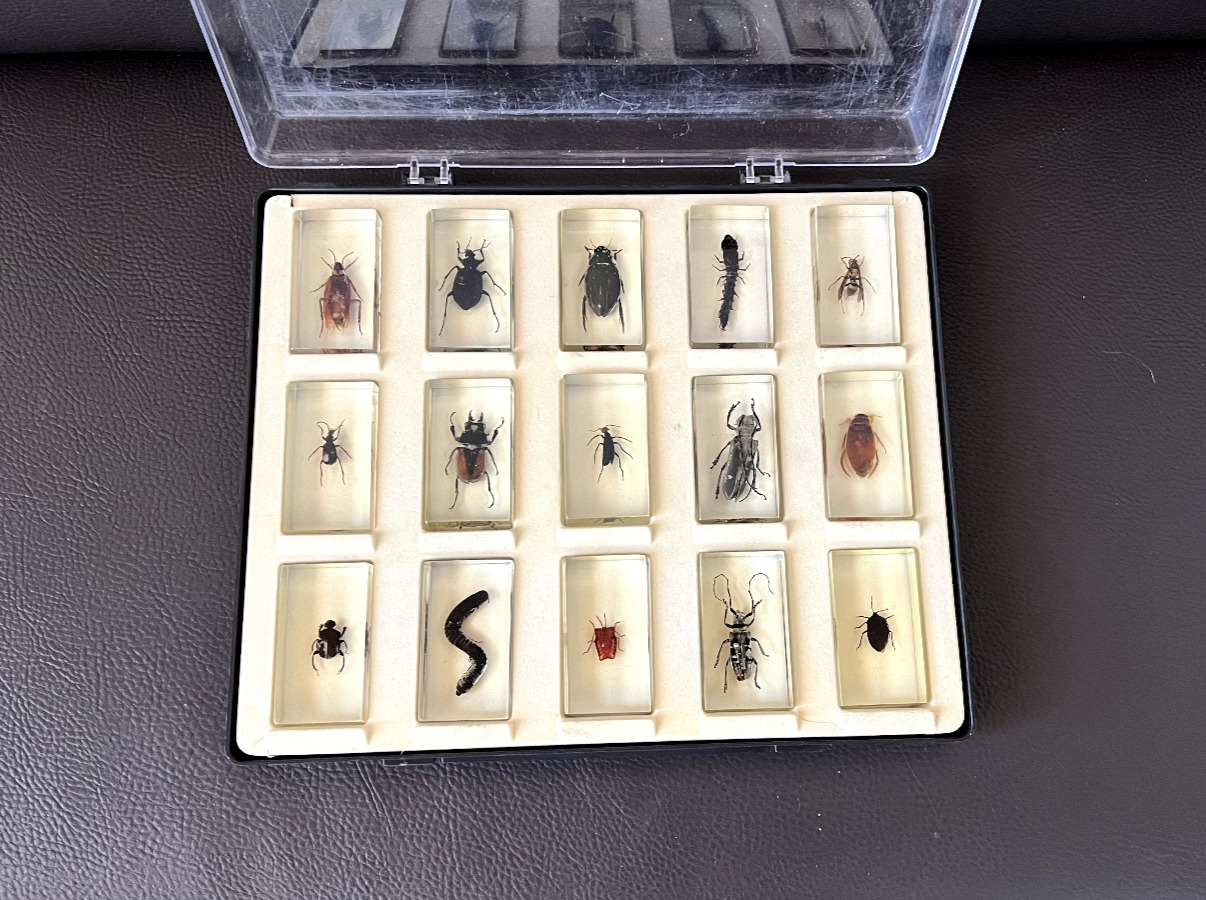 15 Bugs in Acrylic Block Resin Educational Insects Taxidermy Curiosity