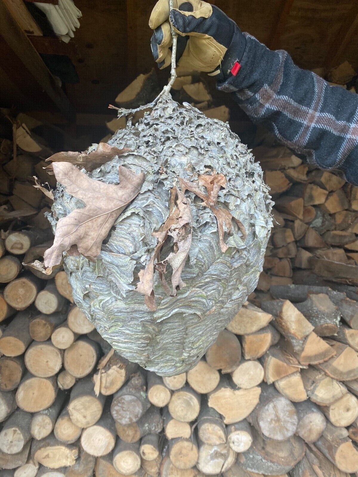 Large Bald Faced Hornets Nest With Branch harvested January 2023