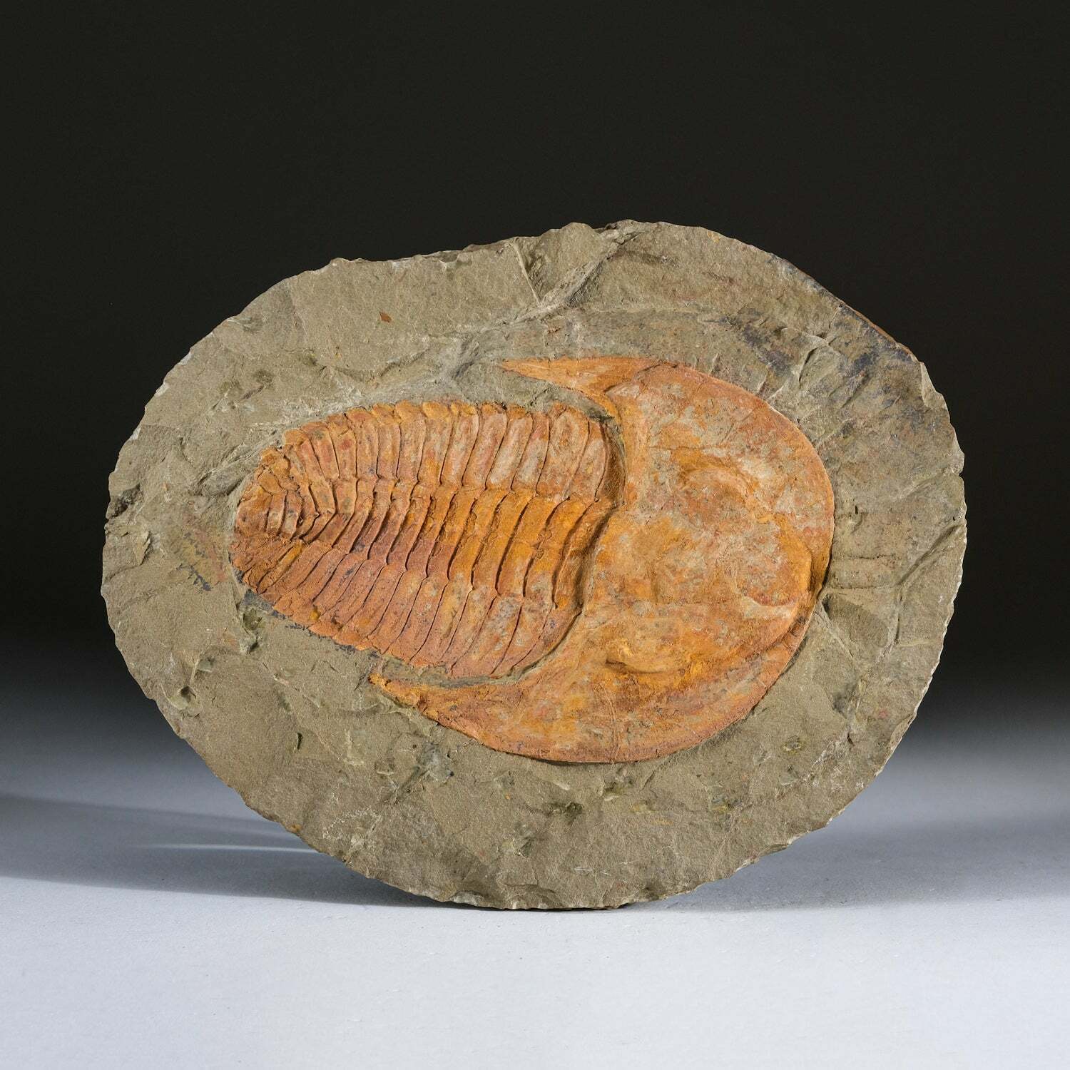 Genuine Trilobite (Ptychopariida) fossil on Matrix with acrylic display stand (2