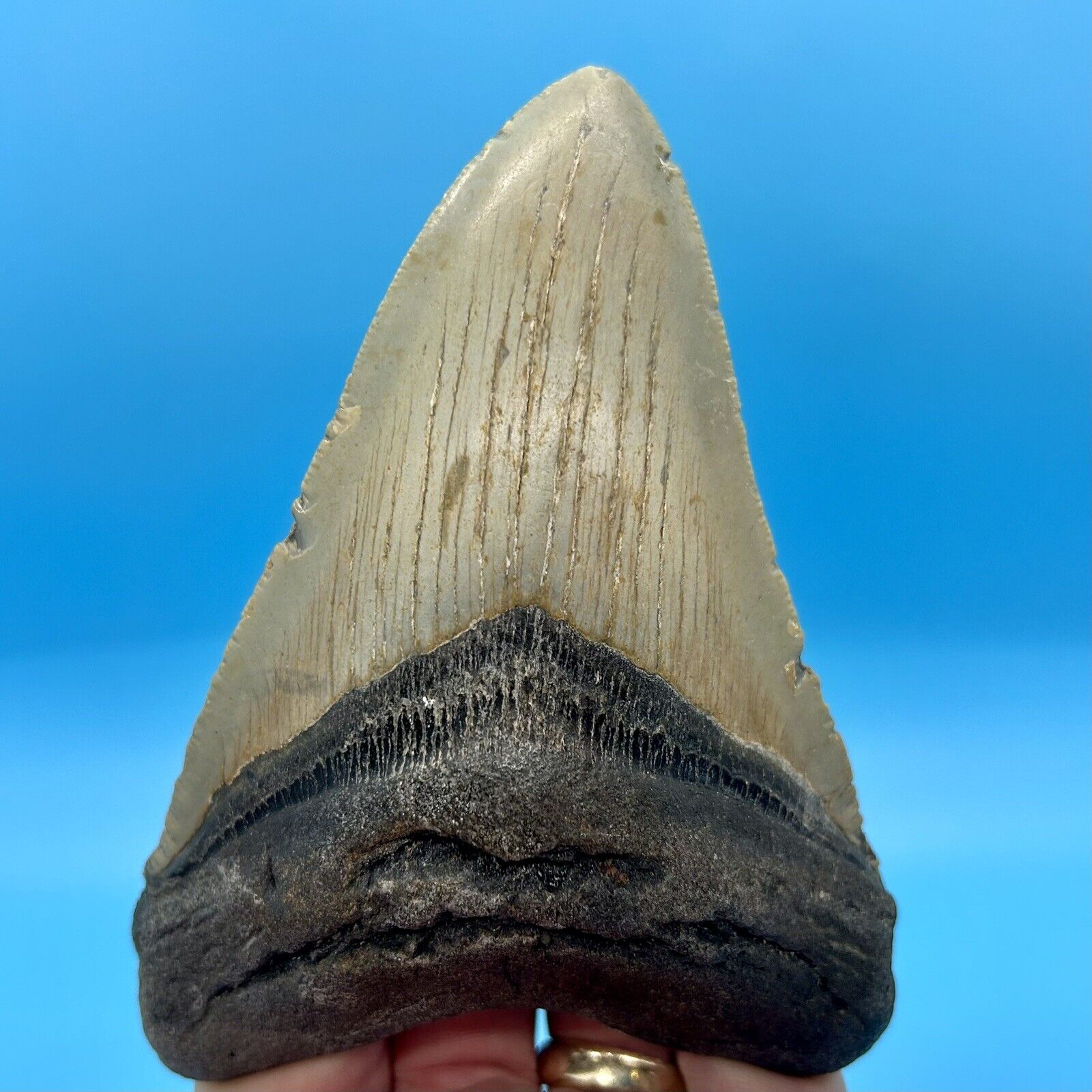 5.30” Megalodon Shark Tooth - Collector Meg- No Restoration or Repair