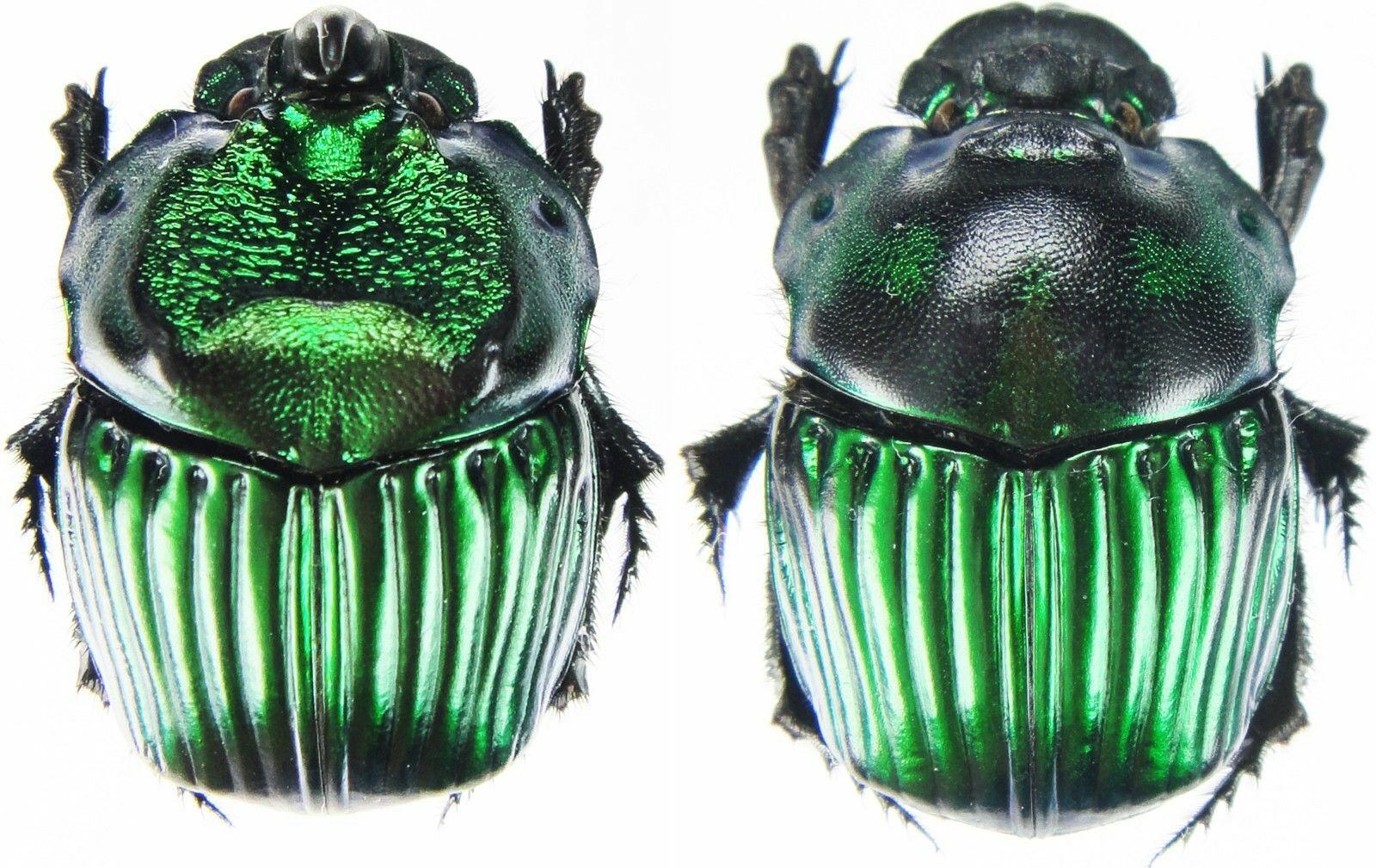 Insect - SCARABAEIDAE Phanaeus lunaris - N.Peru - Large Pair 21~22mm ....