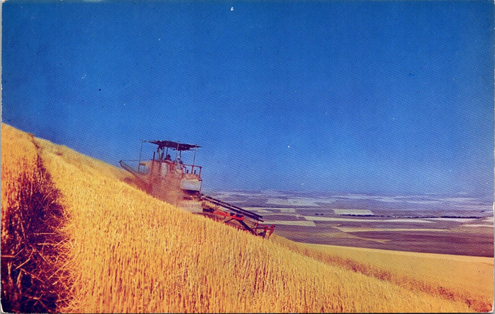 Harvesting Wheat in Umatilla County Oregon Vintage Postcard