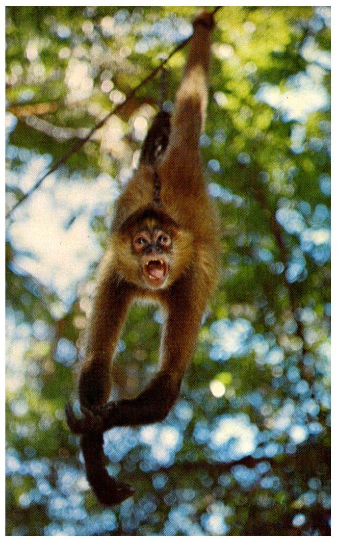 Postcard Spider Monkey Animals