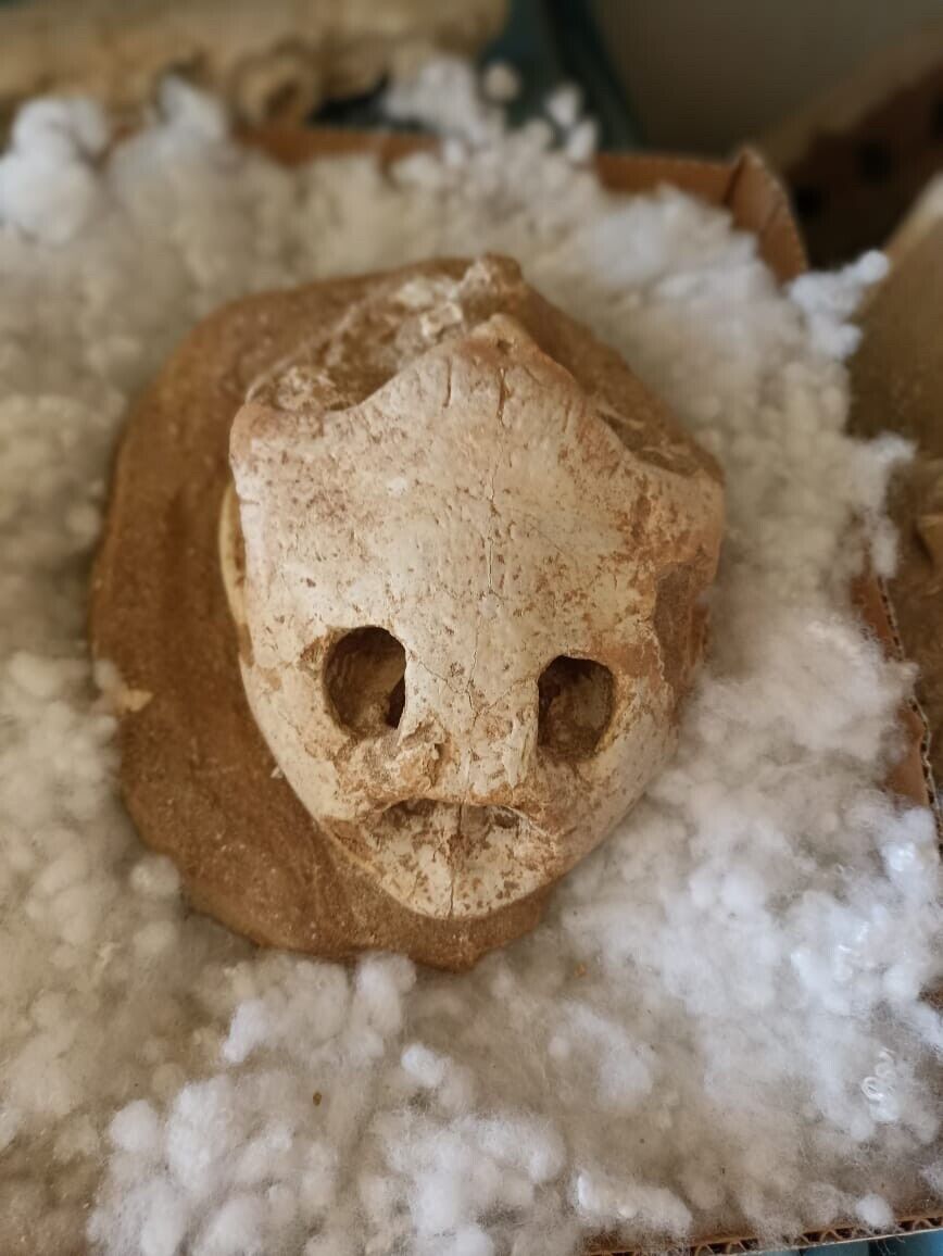 Skull fossil original natural turtle real very rare reptiles