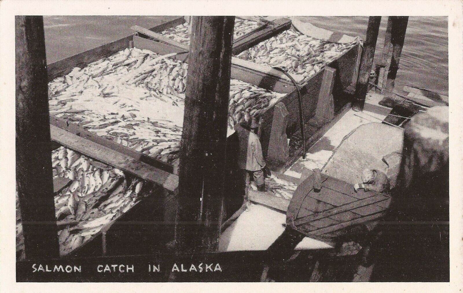 REAL PHOTO - Alaska Salmon Catch - Fishing