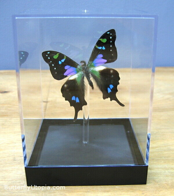 Real 3D Framed Butterfly: Purple Spotted Swallowtail - Table Top 