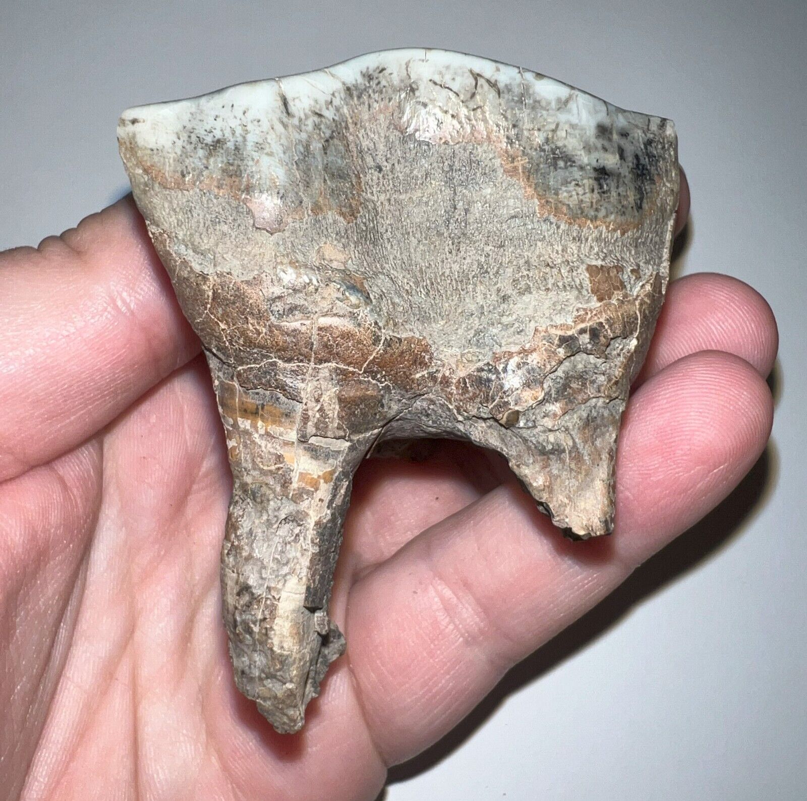 Large Ice Age Fossil WOOLLY RHINO MOLAR COELODONTA ANTIQUITATIS 2.55 INCHES