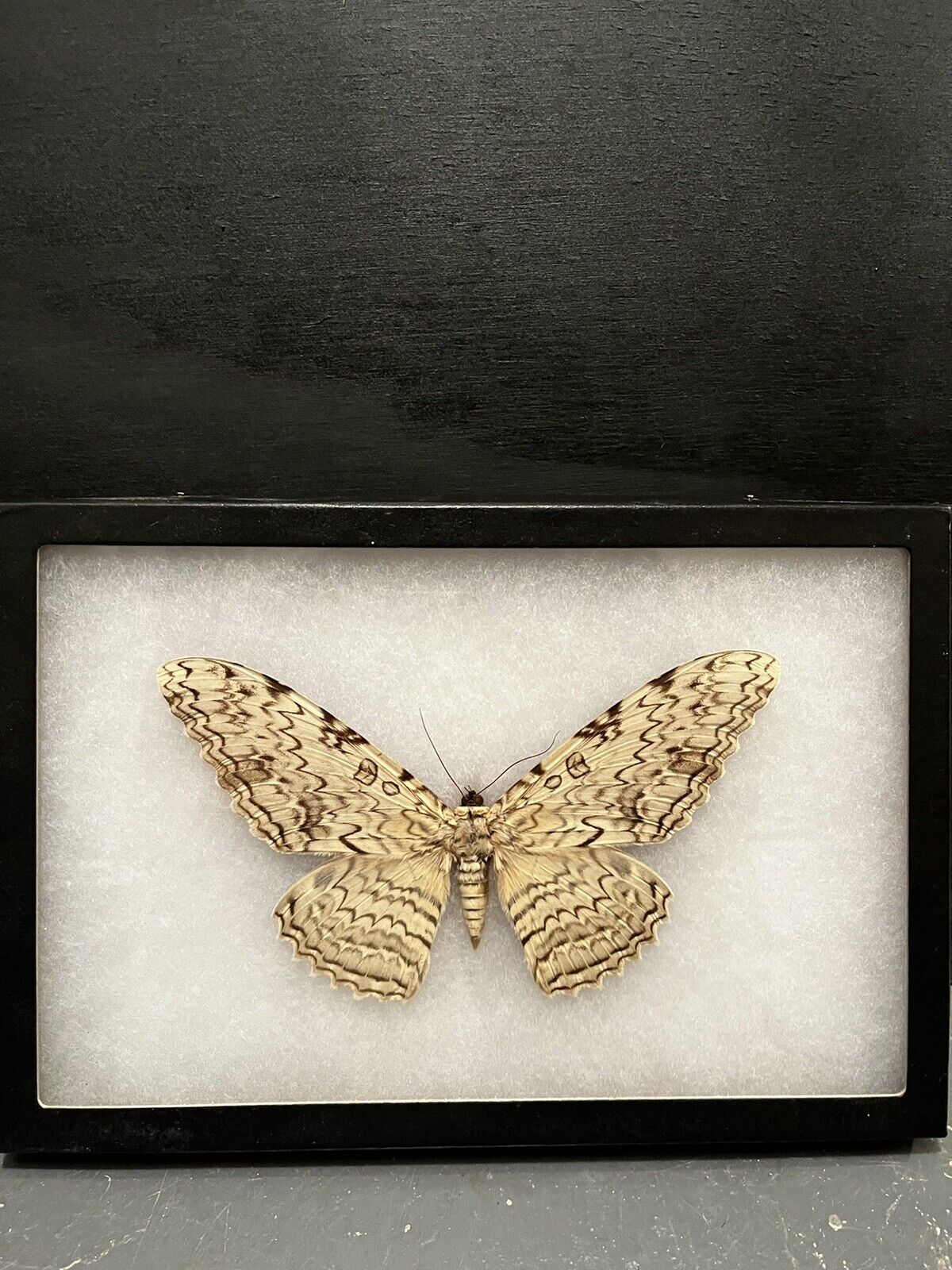 Thysania agrippina REAL FRAMED WHITE WITCH MOTH PERU
