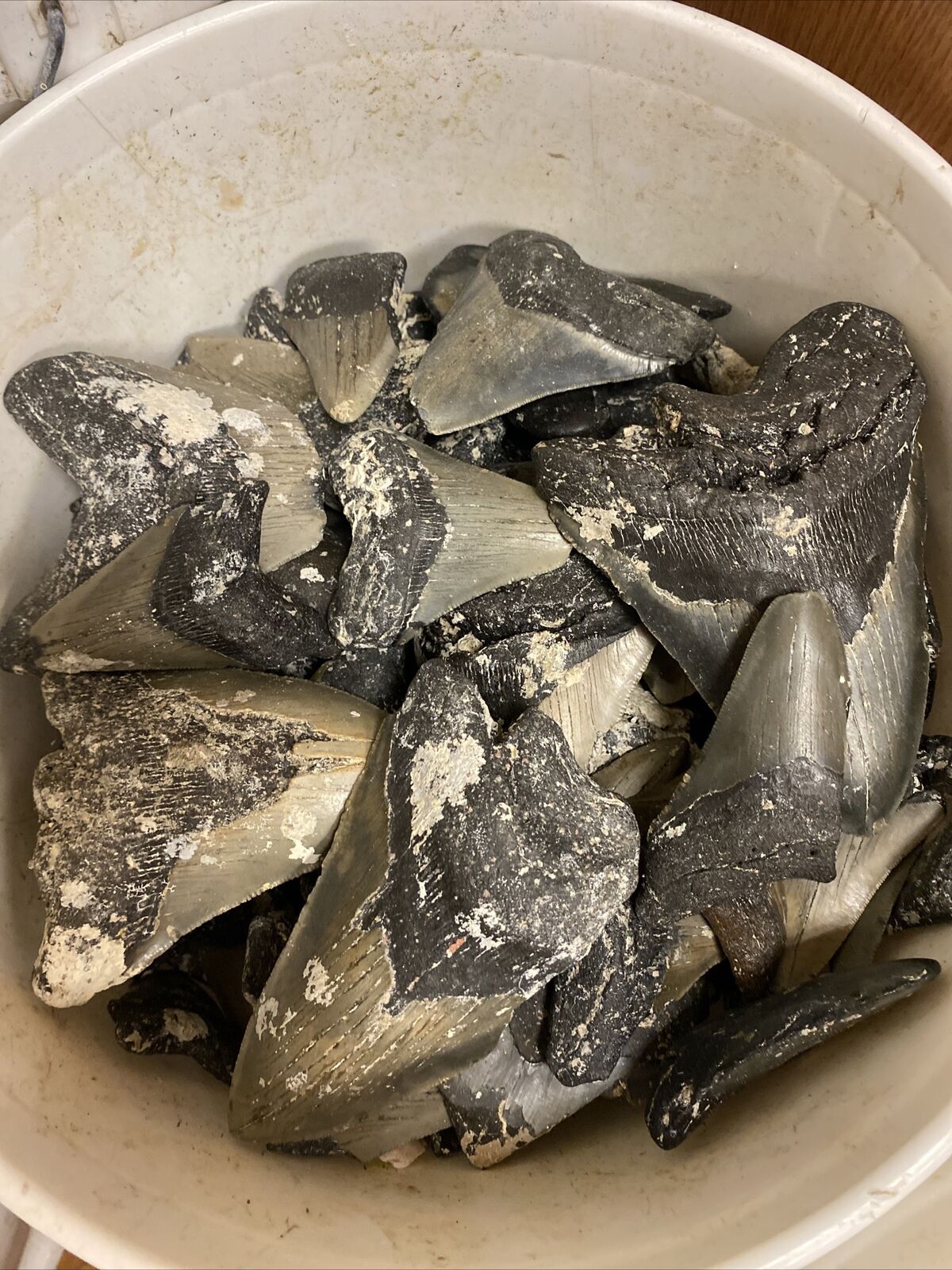 BULK MEGALODON TOOTH SHARDS AND FRAGMENTS 1/4, 1/2, And 3/4 TEETH By The Pound