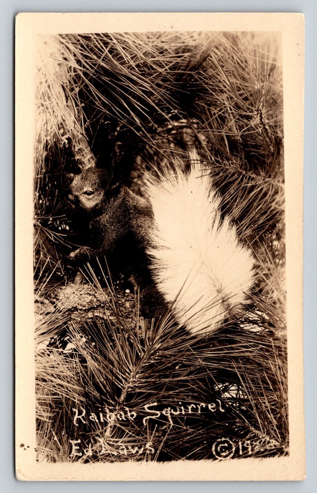 Clear Classic Image RPPC Cute Kaibab Squirrel VINTAGE Postcard AZO 1925-1940s