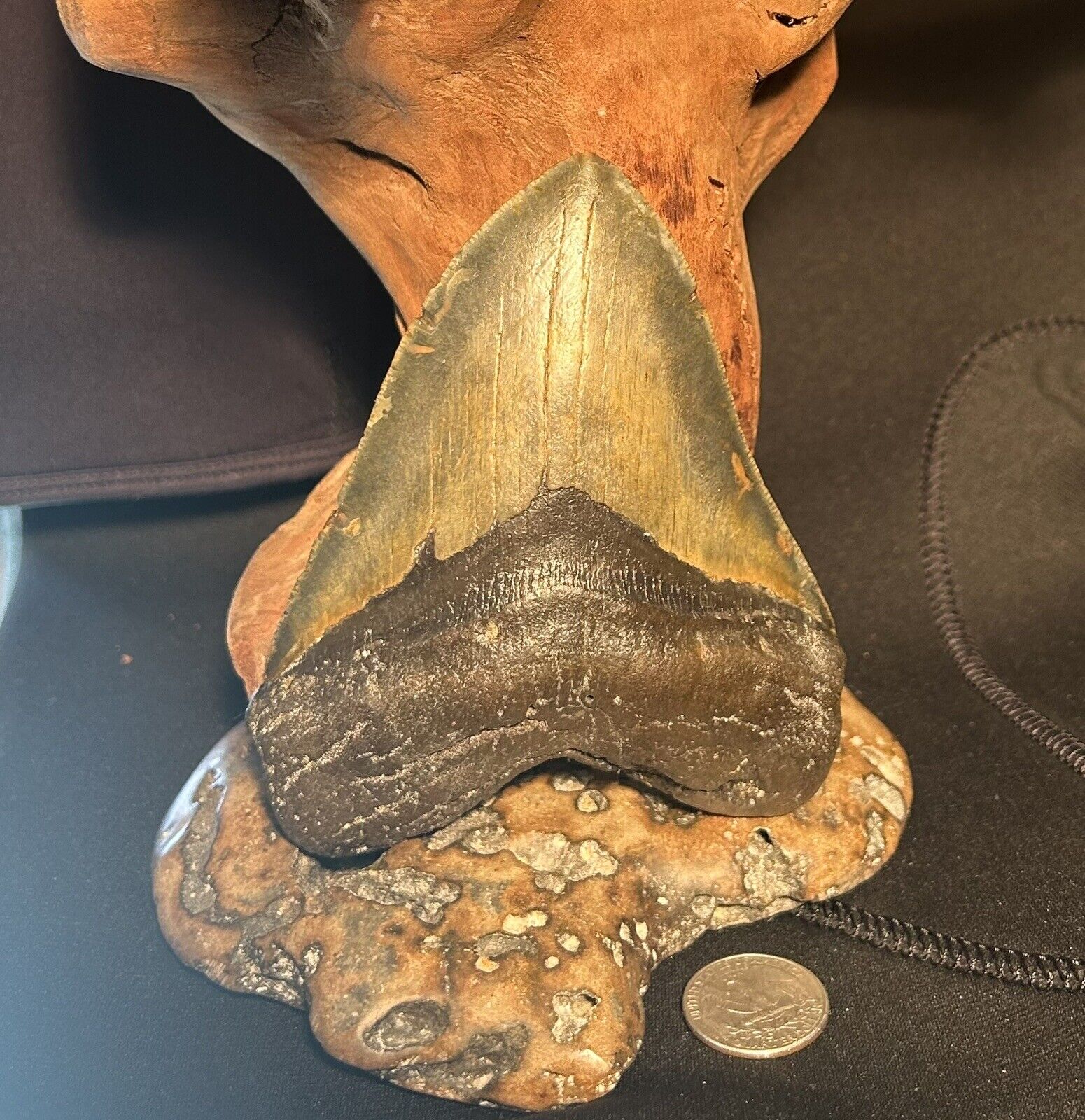 MEGALODON Fossil Giant Shark Teeth All Natural Large 5.01” HUGE COMMERCIAL GRADE