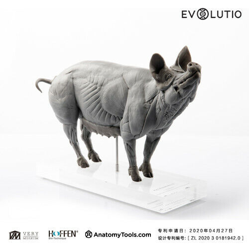 EVOLUTIO - 1/8 PIG ANATOMY PVC basic - 9  x 2.76 x 5.91 in