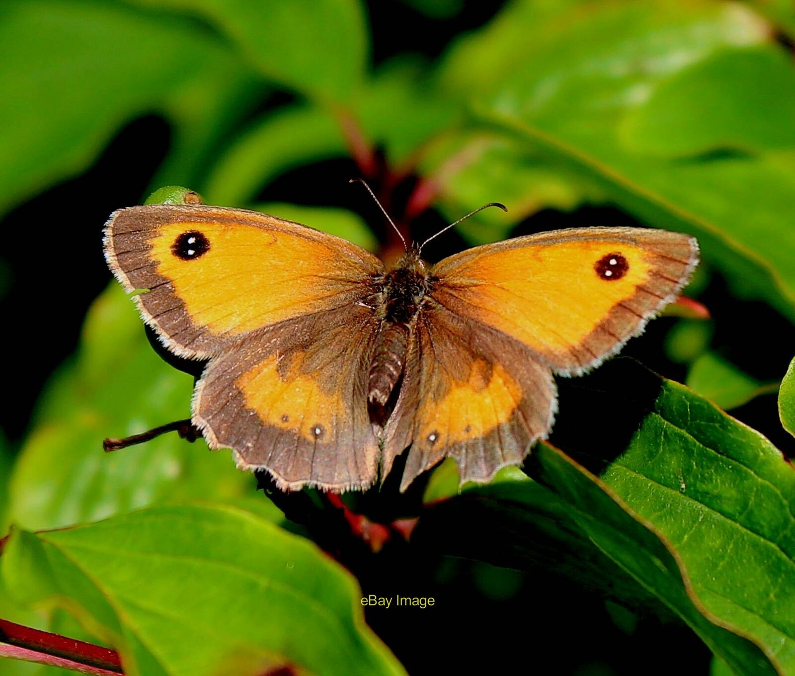Photo 6x4 Gatekeeper butterfly (female) Edwards Woodland Noticeably large c2021