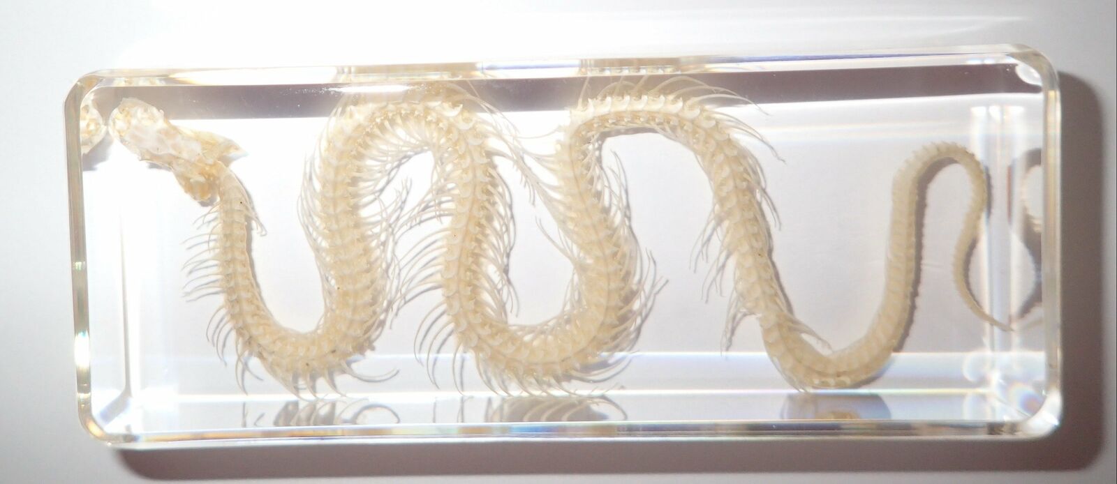 Chinese Water Snake Skeleton in 110x45x18 mm Block Education Animal Specimen
