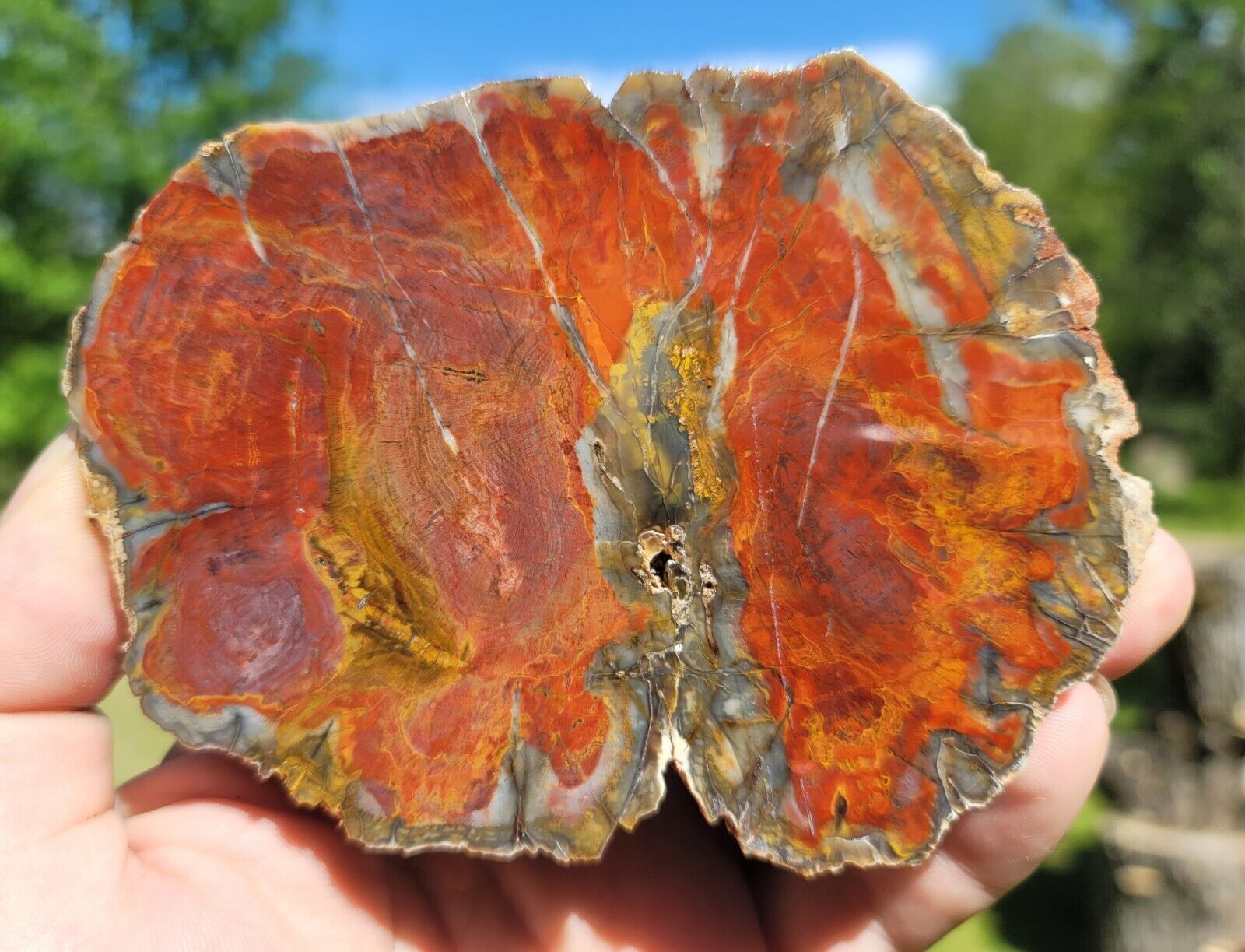 Rare Araucaria Conifer Amarillo Texas Triassic Rainbow Wood Color U.v. Reactive 