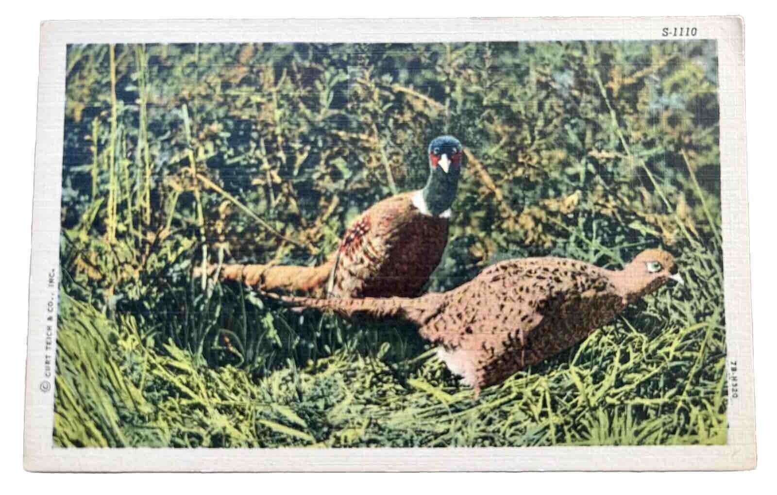 Wild Life Eagle Vintage Linen Postcard. Spread Eagle Postmark