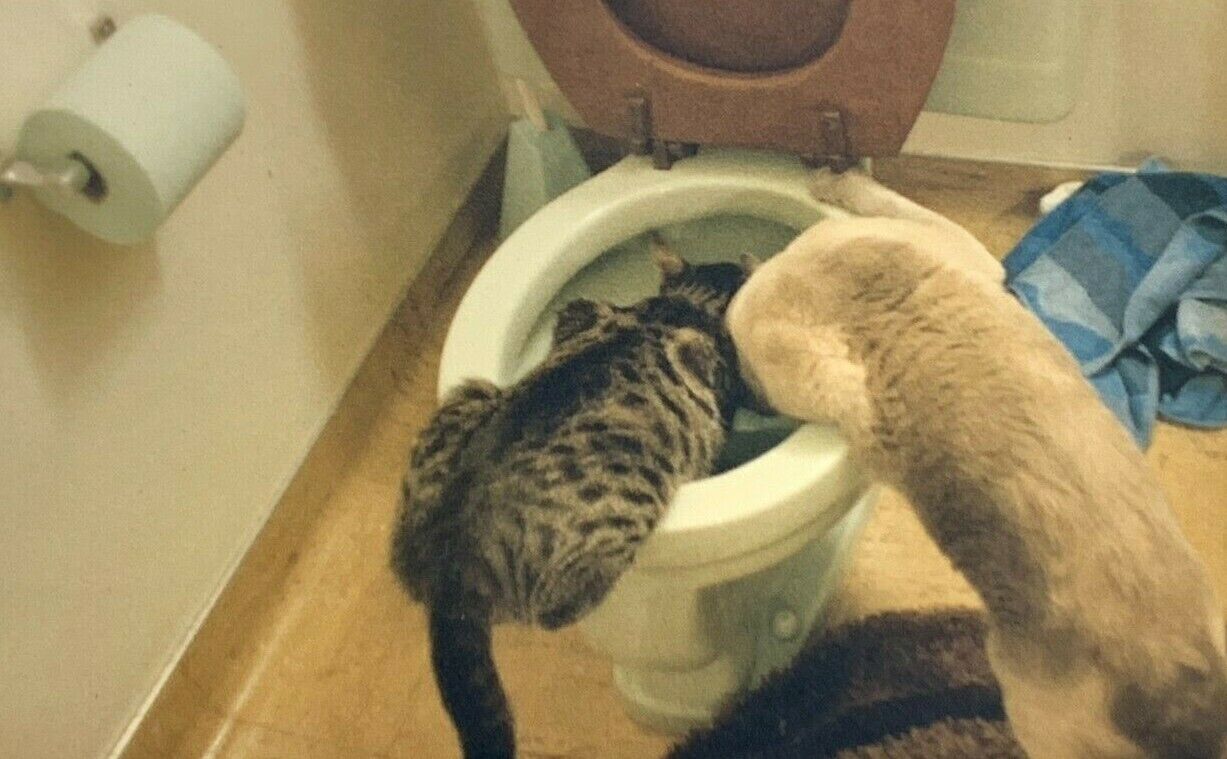 (AtG) Found Photo Photograph Snapshot Cats Drinking From Toilet Funny Cute Gross