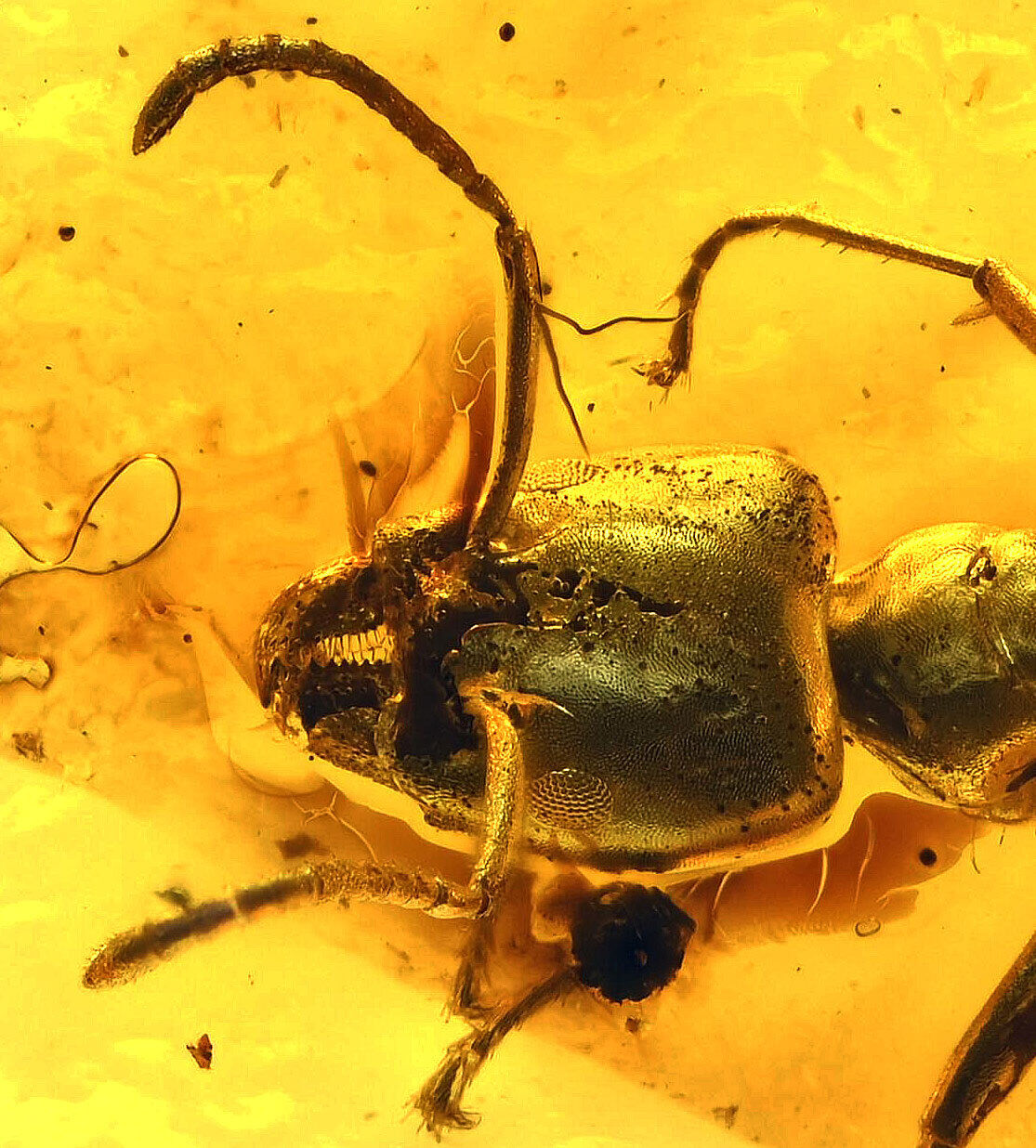Super Detailed Aculeata, Formicidae (Ant), Fossil Inclusion in Baltic Amber