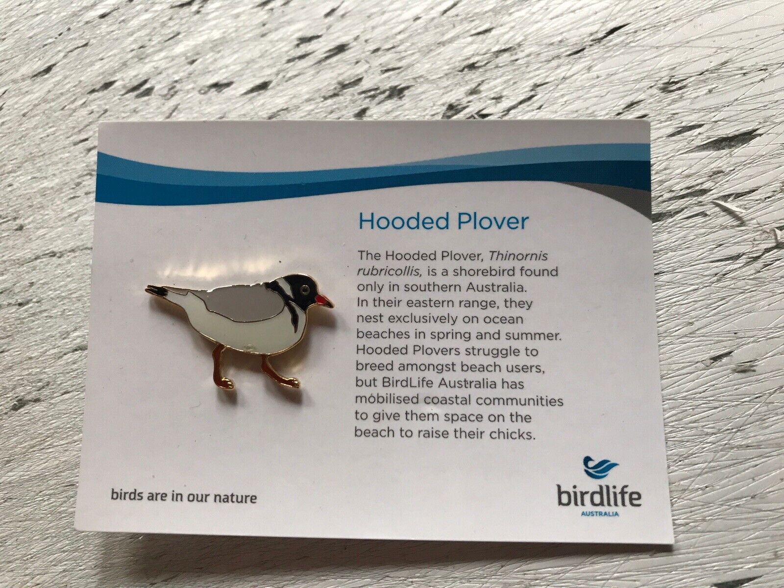 RSPB partner HOODED PLOVER Anniversary Version badge Bird life Australia Enamel