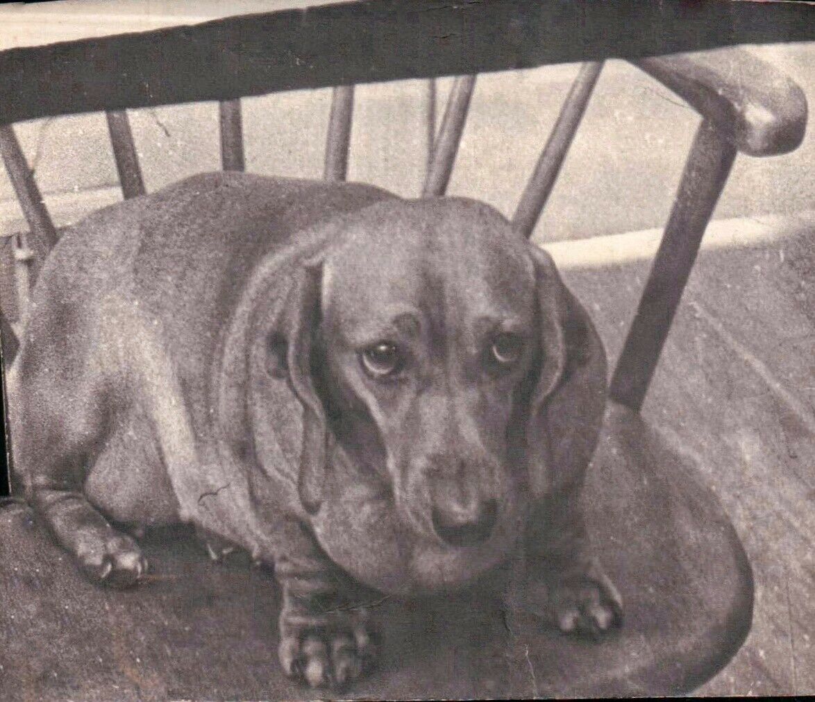 Vintage Old 1940's Photo of Obese Fat or Very Pregnant Dachshund Dog 🐕
