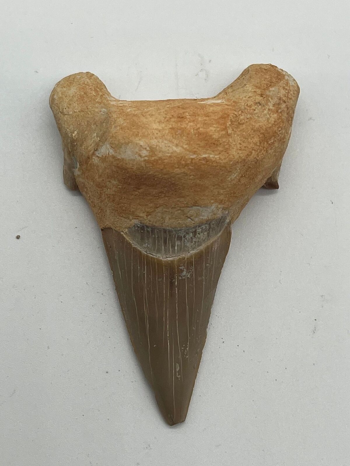 Tooth Lamna Oblica Morocco 7 cm