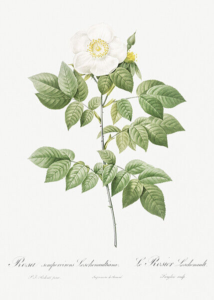 Leschenault\'s Rose - Rose Bush - 1800\'s - Pierre Joseph Redoute - Magnet