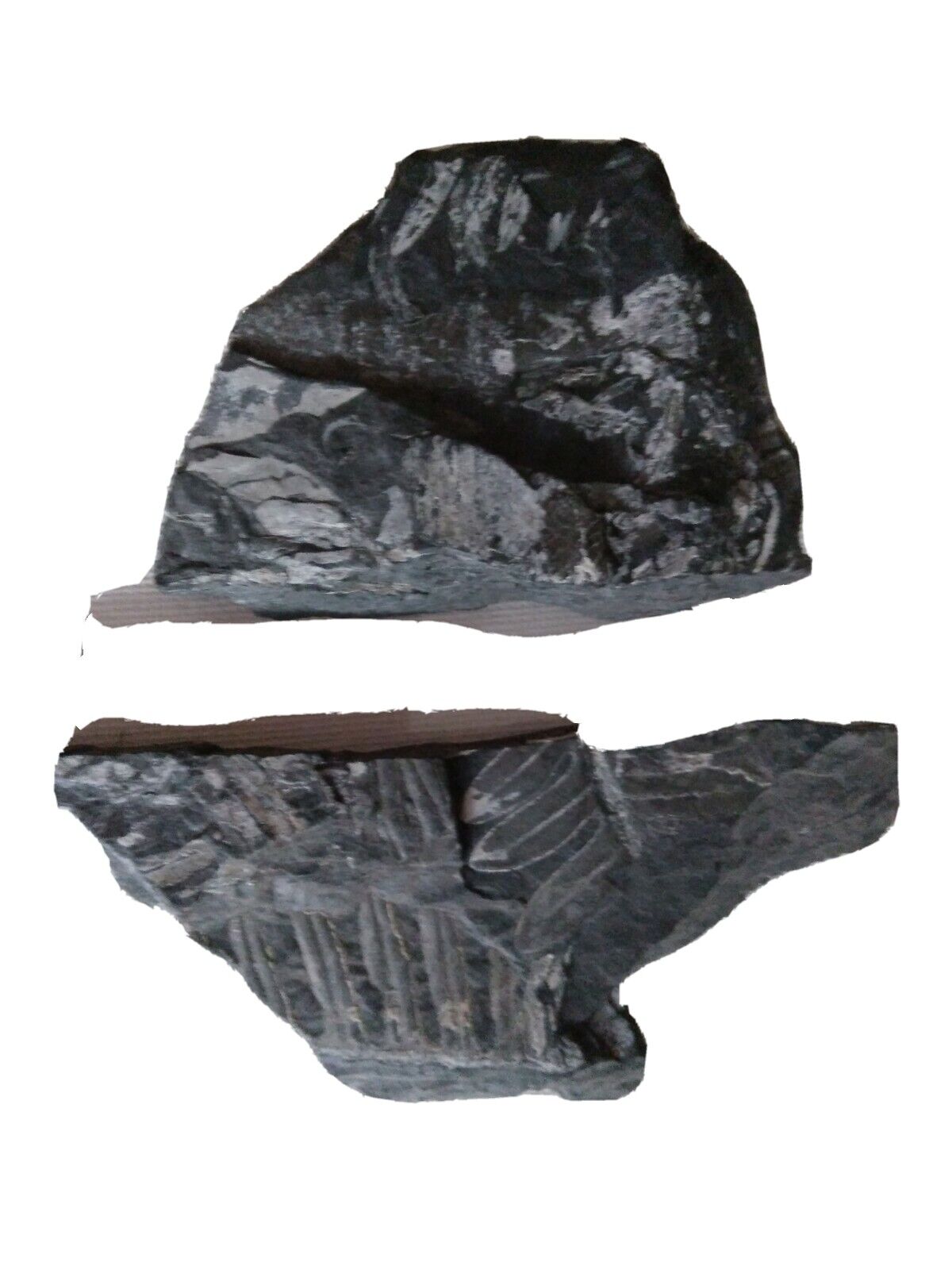 Fossil Rocks dated between 300 to 310 Million yrs OLD carboniferous Period (3)