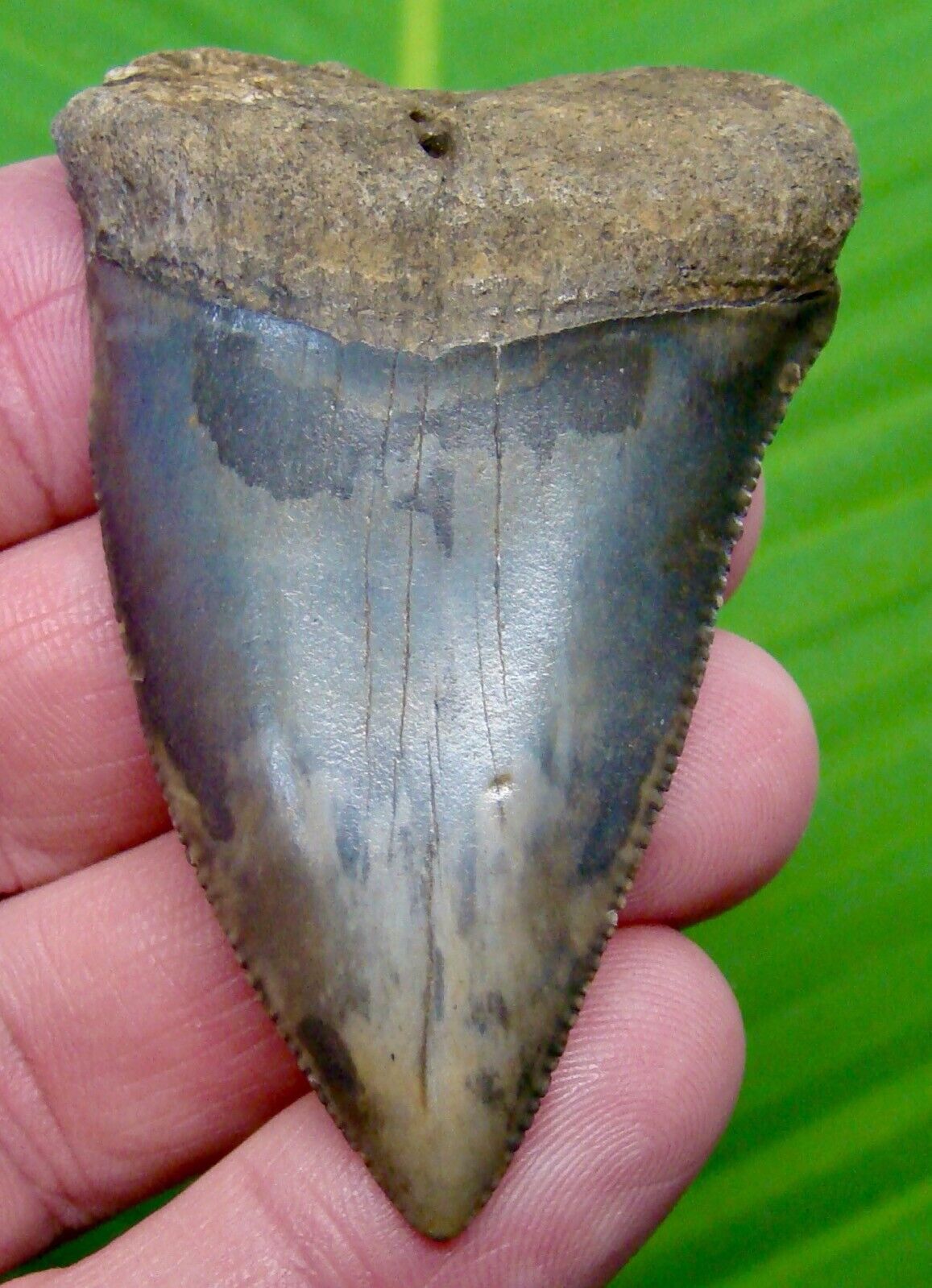 GREAT WHITE Shark Tooth - XL 2.60 inches  - NATURAL w/ NO REPAIRS OR RESTORATION
