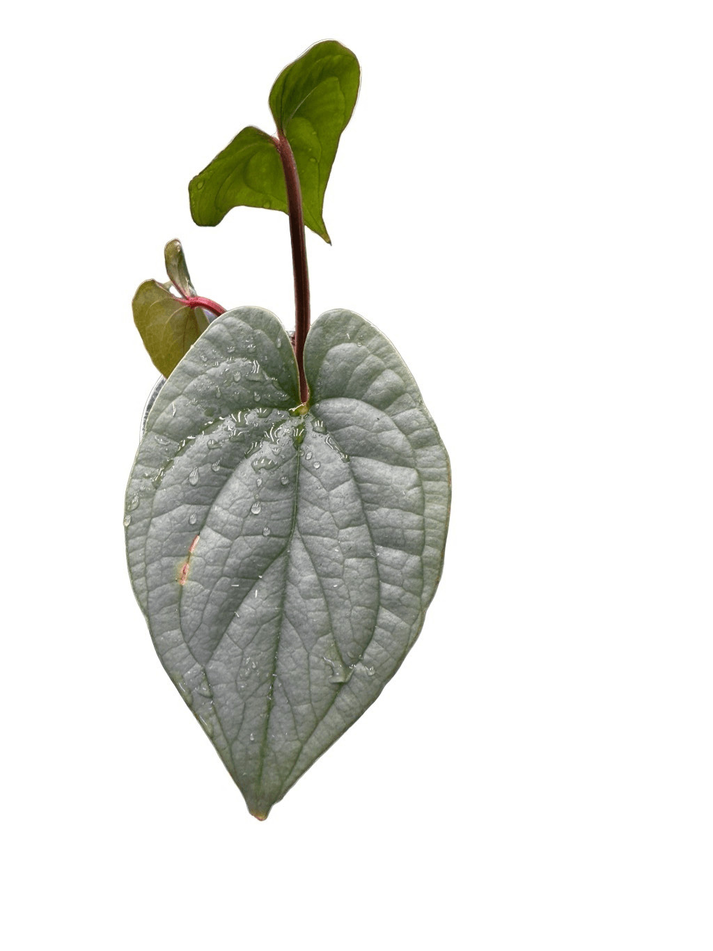 US United States Seller 3 Leaf Anthurium Sp. Silver Peru Live plant 3” Pot