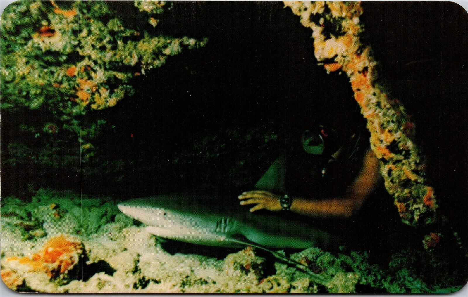 Isla Mujeres Mexico Sleeping Shark SCUBA Diver Vtg Postcard Underwater View 
