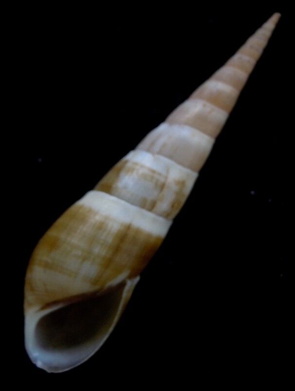 freshwater snail  Melanella species 50mm F+++ 
