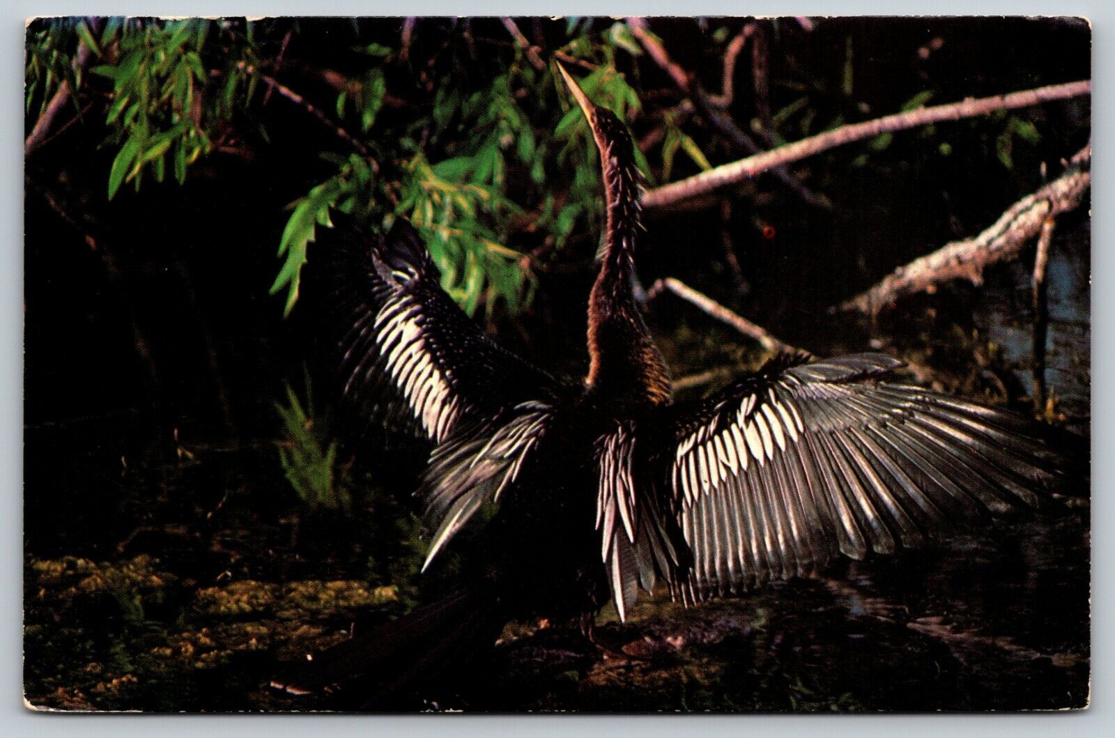 ANHINGA bird EVERGLADES NATIONAL PARK FL Kalamazoo MI vtg 1985 VTG Postcard A52