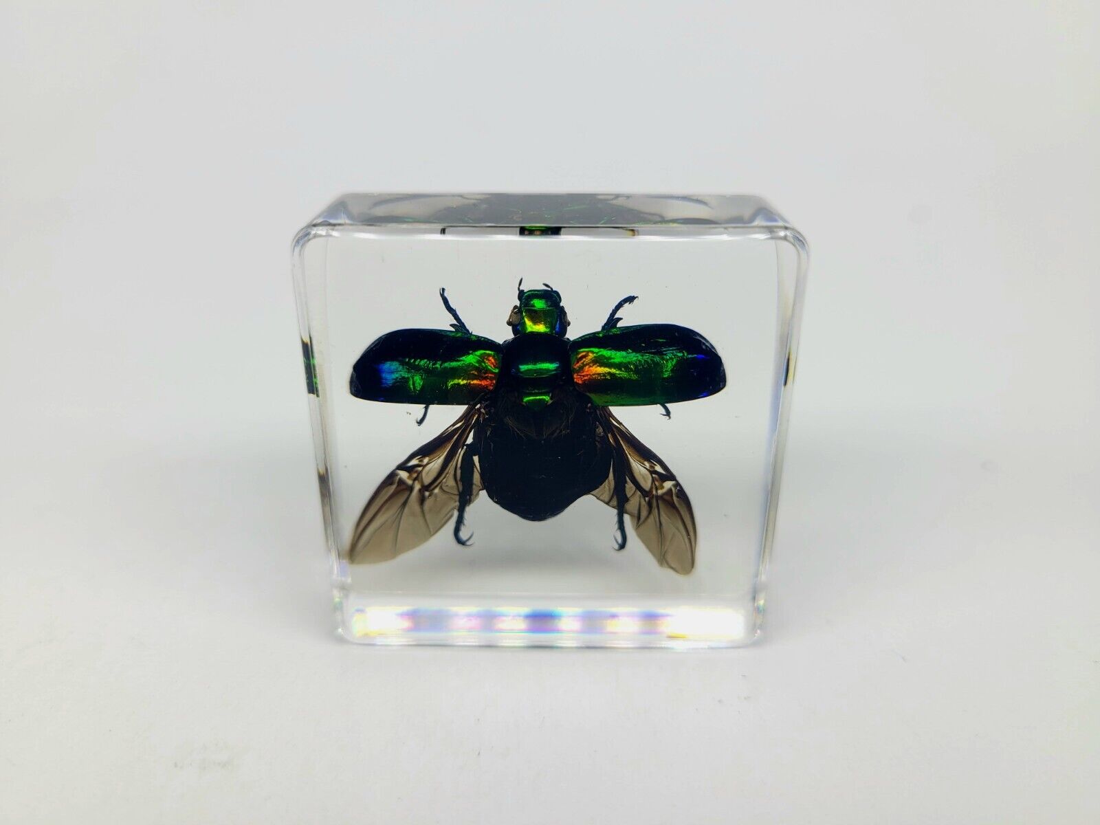 Green Chafer Beetle in Lucite, Resin