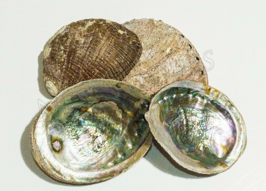 Green Abalone Natural Sea Shell One Side Polished Beach Craft 5\