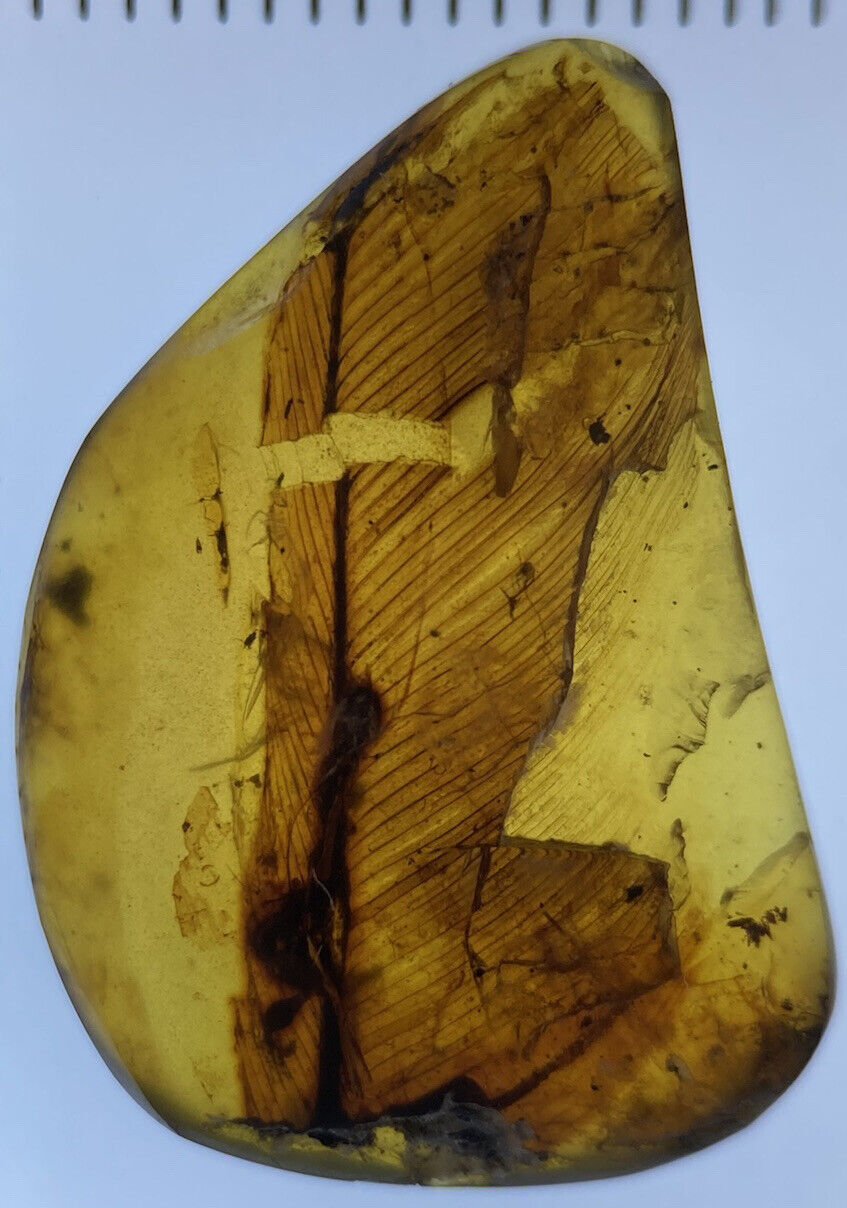 Full Perfect Feather, Pristine Fossil In Cretaceous Genuine Burmite Amber, 98myo