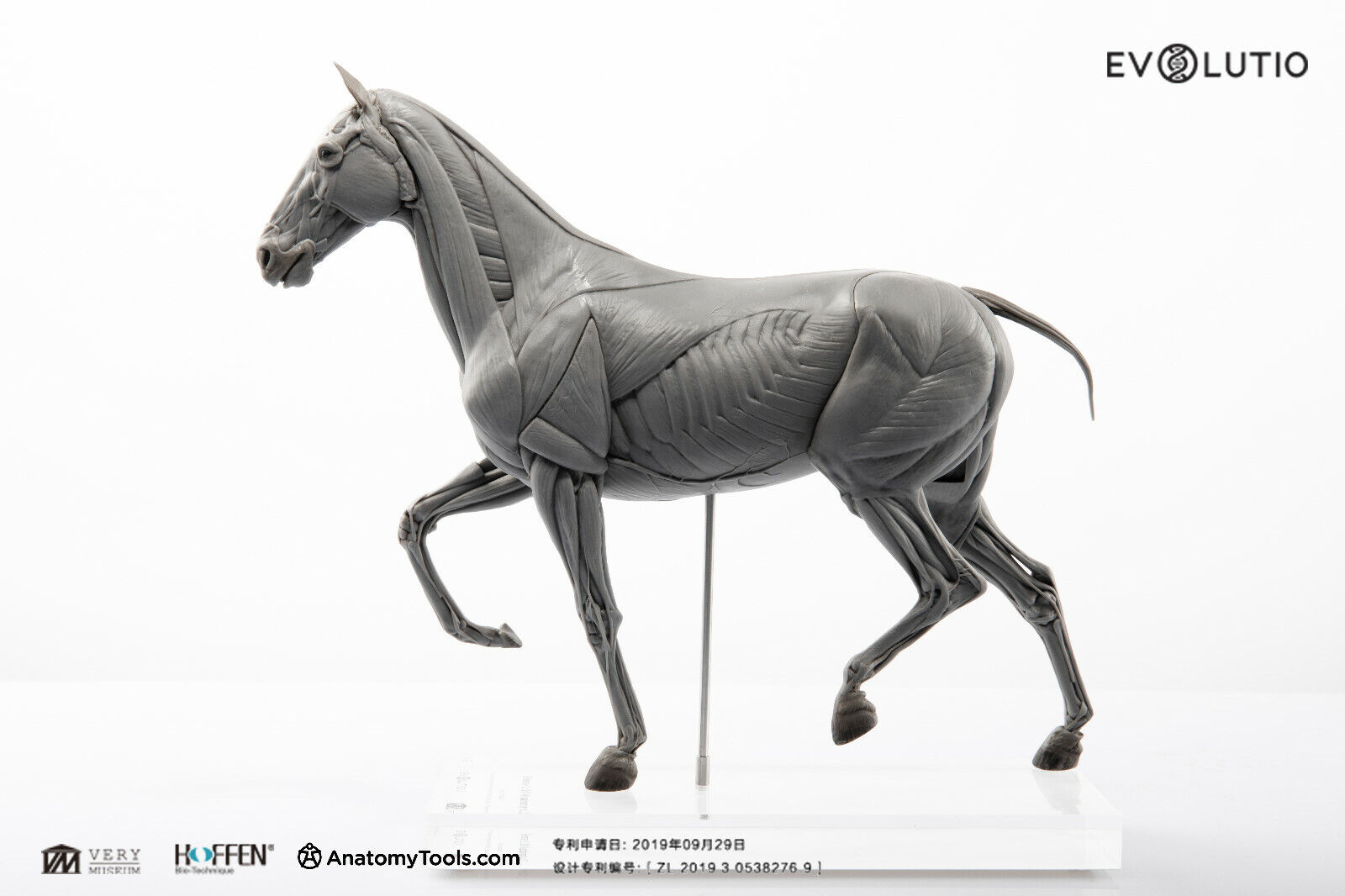 EVOLUTIO - 1/10 HORSE ANATOMY PVC basic - 10.3 x 2.76 x 8.66 in