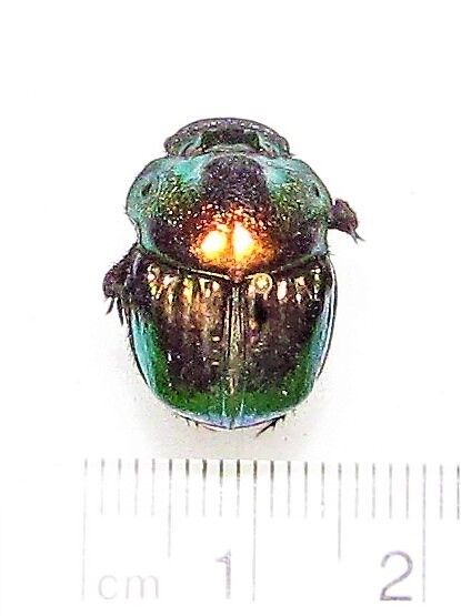 Phanaeus demon female red form ONE REAL SCARAB DUNG BEETLE Guatemala PINNED