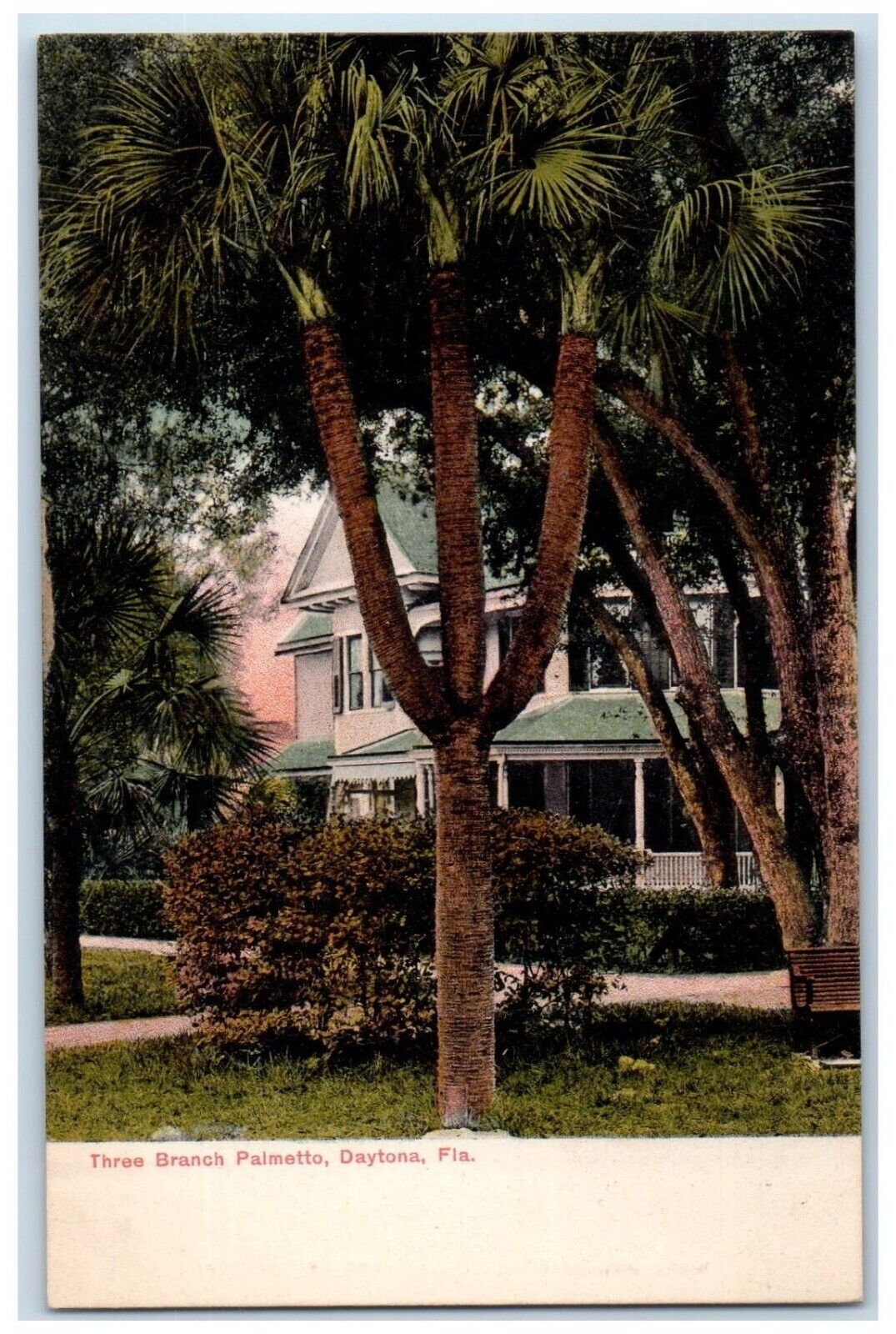c1905 Three Branch Palmetto Plant Exterior Building Daytona Florida FL Postcard
