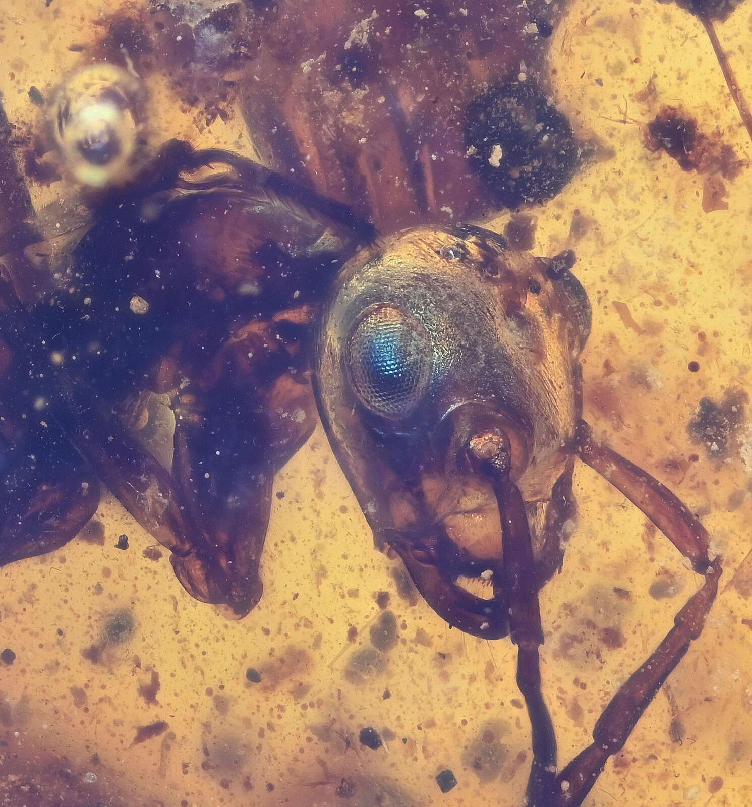 Extinct Sphecomyrma Ant, Fossil Inclusion in Burmese Amber