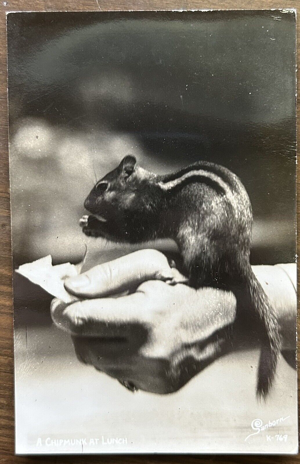 Vintage RPPC Real Photo Postcards Chipmunk At Lunch Hand Feeding Nuts