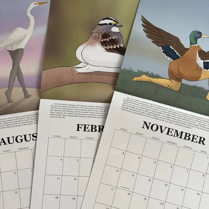 2024 Extremely Accurate Birds Calendar Decorative Wall Monthly Calendar For Bird