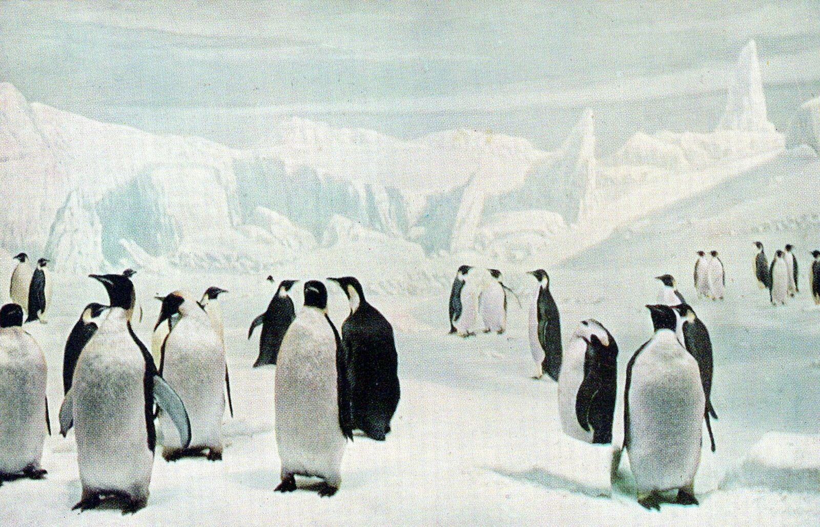 VINTAGE POSTCARD GROUP OF EMPEROR PENGUINS EXHIBIT AT NATURAL HISTORY MUSEUM