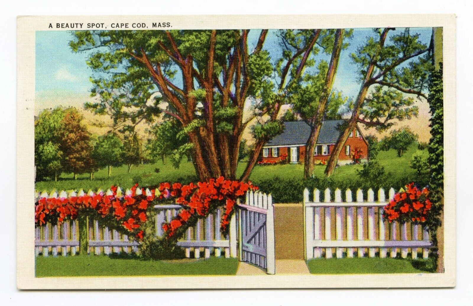 A Beauty Spot, Cape Cod, Massachusetts - Vintage Linen Postcard